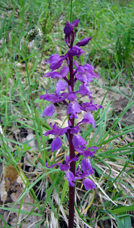 Orchis da determinare